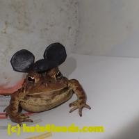 /home//u458753944/public_html/sourcegallery//////////////////////////////Roxborough Toad Detour/2013-2019/2018/2018-03-29/P3290089.JPG